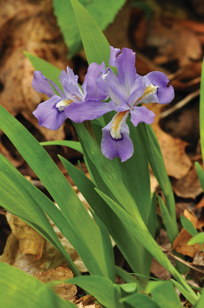 Growing in a patch on the banks of Dunloup Creek in the New River Gorge National Park in West Virginia, this crested dwarf iris is a harbinger of spring. From the photographer: “I look for them every year as a prime example of the delicate and colorful beauty of spring wildflowers.”