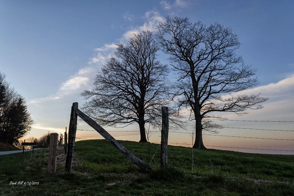 Dawn breaking at the companion trees, Blue Ridge Parkway at Green Park Road, Watauga County, April 12, 2015.
