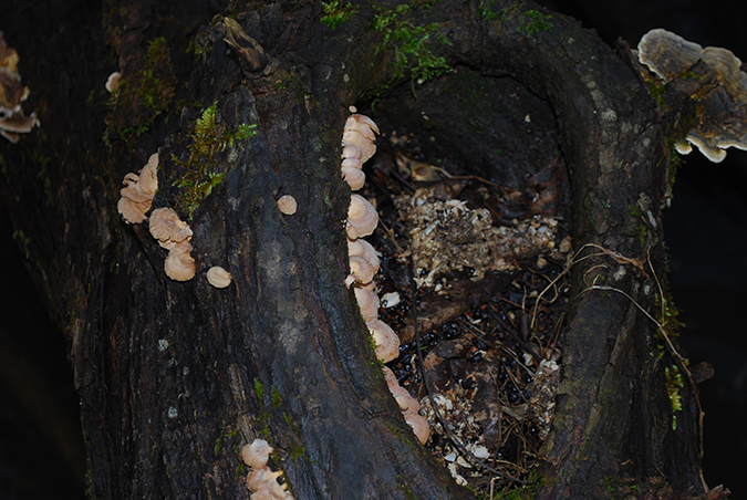 Even in winter, oysters will often spring forth after cool, rainy days.
