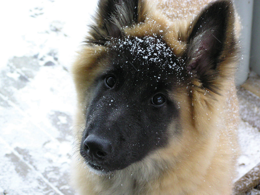 Our Belgian Tervuren, Forest, was 11 weeks old when we got him and took to the snow right away. He is 9 years old now and we walk in the mountains near Asheville, North Carolina, every day.