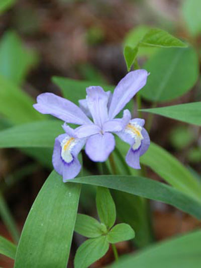 Crested iris. It blooms along streams and on hillsides in April and May.