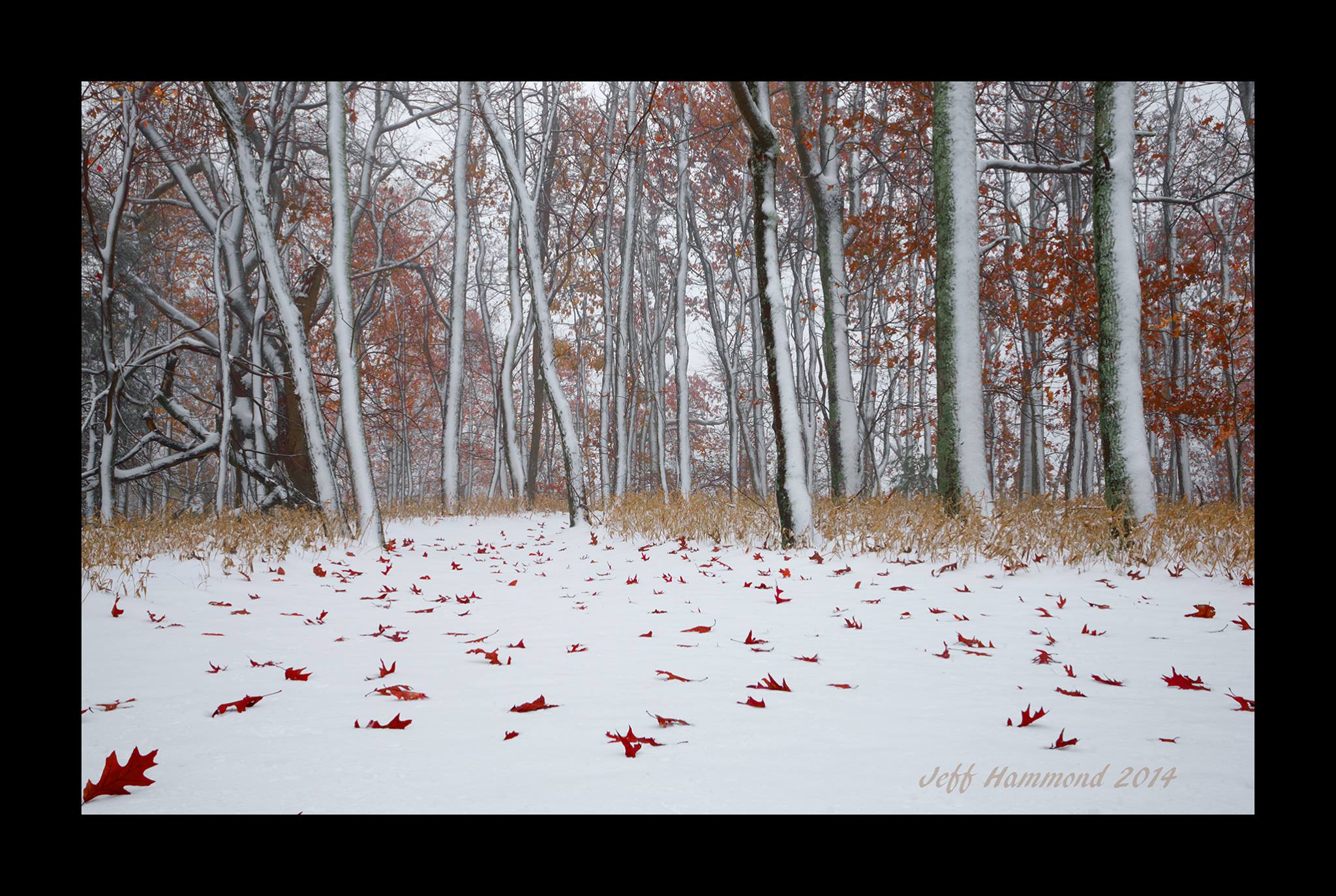 Winter meets fall. I caught this scene this morning up at Rocky Knob on the Blue Ridge Parkway near Floyd, VA. There was about 6" of snow on the mountain, and nothing looking down into the valleys.