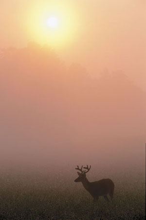The sunrise creates a backdrop for a white-tail buck.