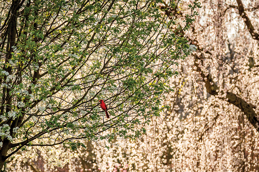 A male cardinal sits in front of a cascade of weeping cherry tree blooms in Kingsport, Tennessee.