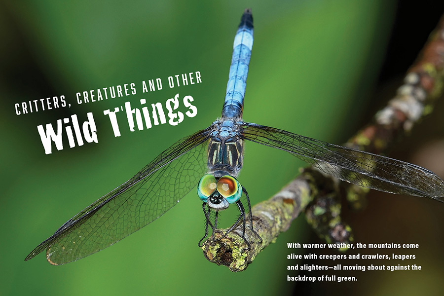 The blue dasher dragonfly is seen most often near mountain ponds, lakes and other still waters.
