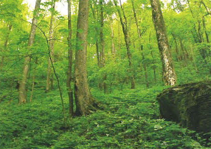 This deciduous forest is in the Brooks-Kenny Clinch
Mountain Preserve.