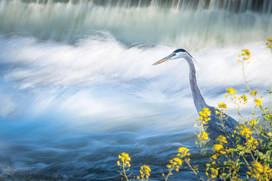 Photographed near the Elizabethton (Tennessee) Covered Bridge. From the photographer: “I saw a great blue heron fishing at the weir dam and then noticed the goldenrod near it as well! I moved slowly to get all of the elements lined up and not scare the heron. I then took a few shots, but thought, what if I could do a longer exposure? Not having a tripod with me, I braced as well as I could and got this shot at 1/10th of a second letting the water and flowers move in the final image. Amazingly the heron stands still as a statue!”