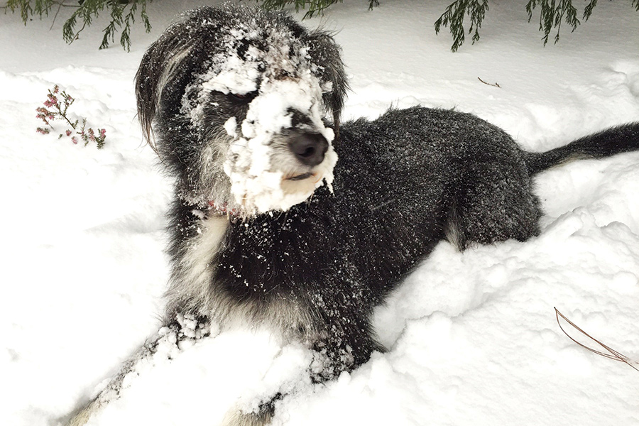 Wilson is a mix of Husky and Terrier.  He loves running in the snow and chasing squirrels and deer at Wintergreen, Virginia.