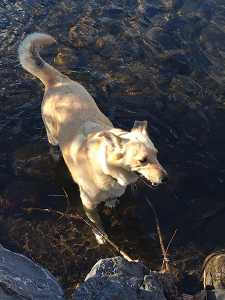 A fishhook tail is characteristic of a Carolina Dog standing at attention, thought to be a warning signal to the pack.
