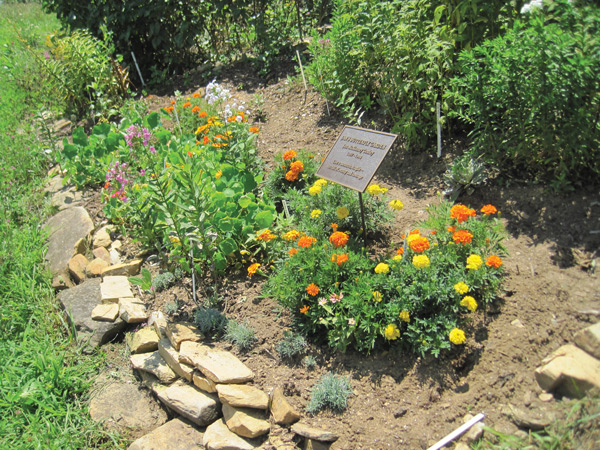 What a difference a few months makes! The lower right corner of the butterfly garden, July 29.