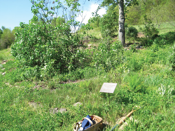 Grass-filled in a corner of Jan’s butterfly garden before restoration, on April 24.
