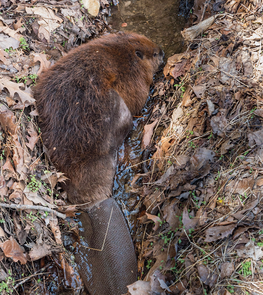 This beaver was stunned after falling down a cliffside near the lake onto the entry-road area. Park staff called a local rehabber to capture it for a health evaluation.