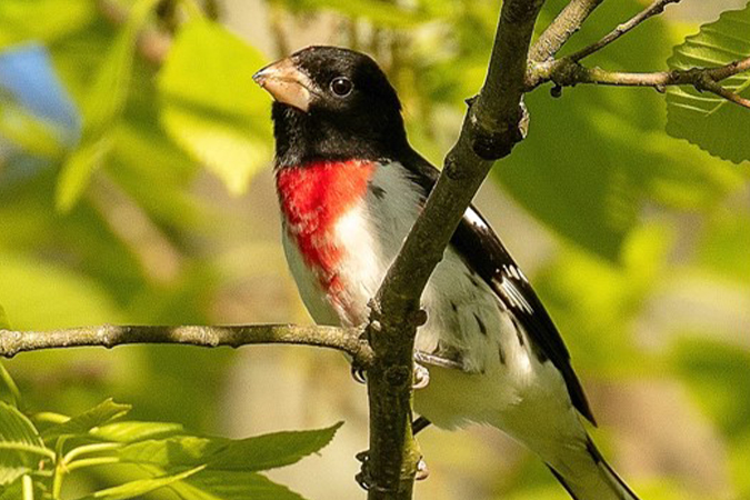 A male Rose-breasted Grosbeak