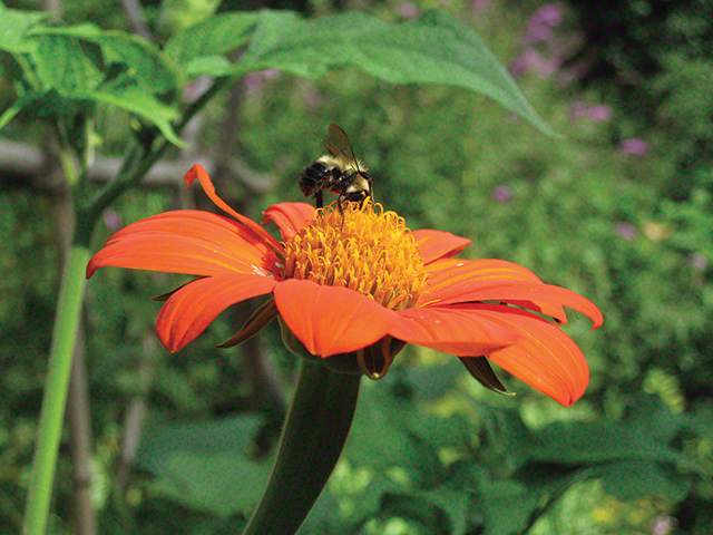 Solitary wild bees like this bumblebee nectaring on Torch Tithonia (Mexican sunflower) provide essential pollinating services to wild and garden plants.