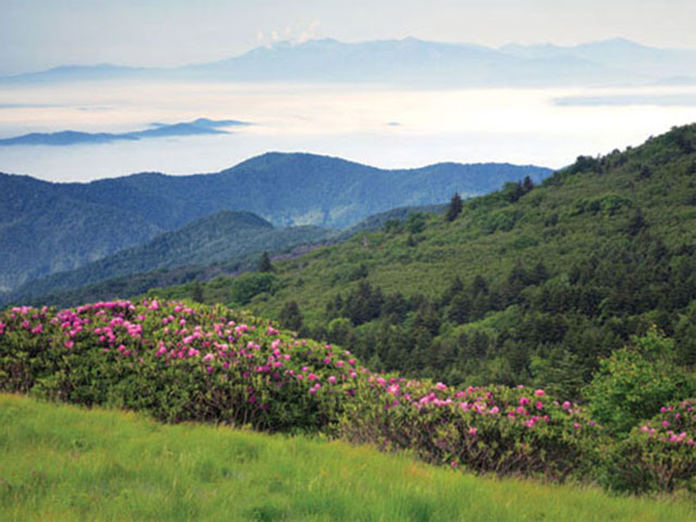 Roan Mountain in Tennessee