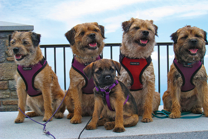 Nan Henderson: Ziti, Scout, Casey and Flirt teach baby Two the ropes at Mount Mitchell. Ziti, Casey and Two belong to Nan, while Scout and Flirt belong to her friend Mary Oppermann.