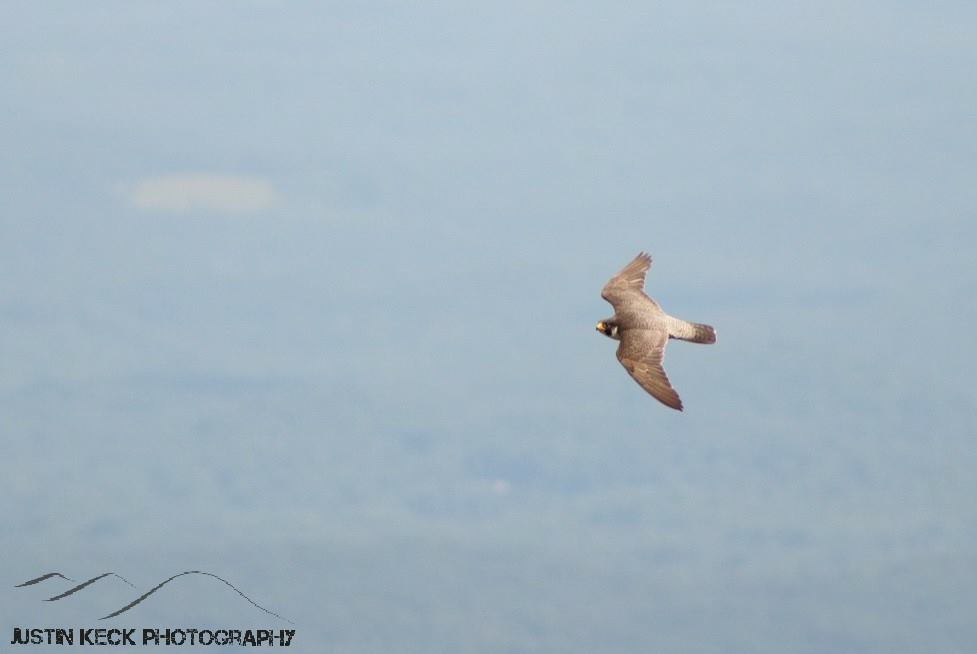 The Mountain Bridge Wilderness Area is home to an abundance of wildlife, and today I was blessed to capture the most majestic of all of them (in my opinion). The Peregrine Falcon is capable of top speeds reaching 200 mph, and it's correction rate, should it miss its prey, is uncomparable! But today, this guy was generous enough to only soar at around 25 mph, before catching a thermal and drifting off towards Raven Cliff. It was there that we saw his speed as he tucked his wings, diving towards the canopy below at around 135 to 150 mph. I felt like a kid in a candy store!

I will return, with better equipment. Really wanted to share this with everyone today!

Isaiah 40:31