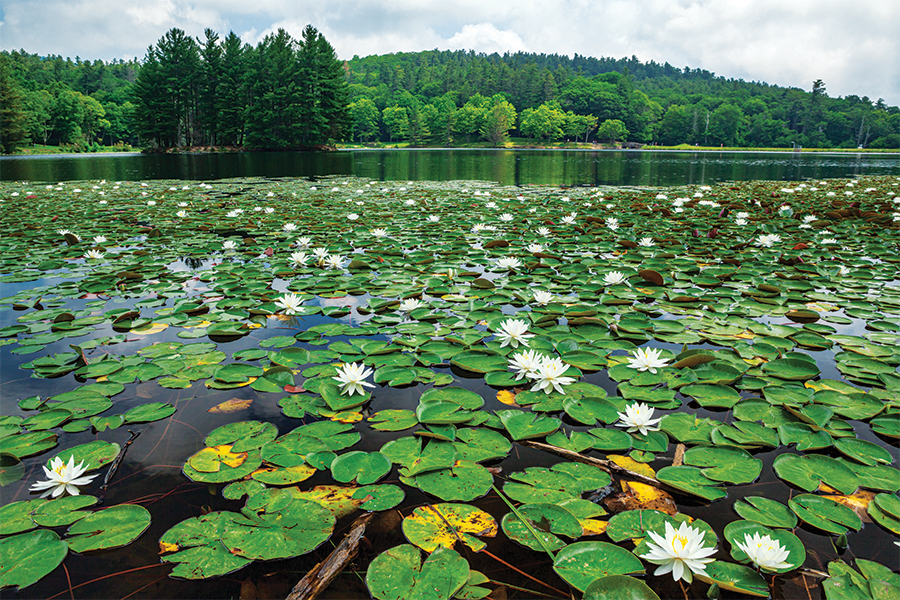 Water lilies bloom profusely along the surface of Bass Lake, centerpiece of the Moses Cone Estate near Blue Ridge Parkway milepost 294.