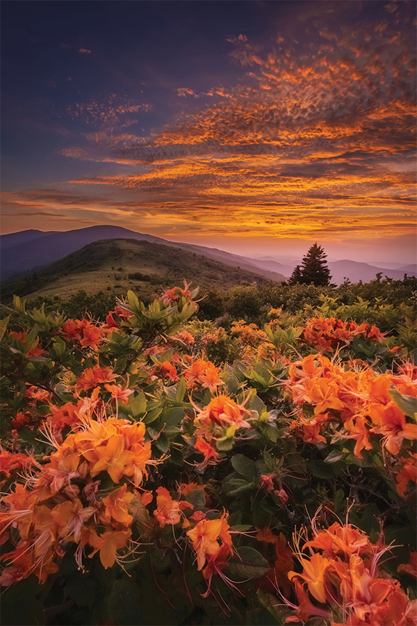Roan Mountain, along the North Carolina/Tennessee border, is known for its popular rhododendron blooms in late June, but the lesser-known flame azaleas put on an impressive show as well. Hiking the rolling balds is well worth the effort.