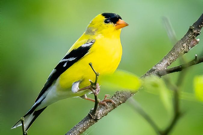 A male American Goldfinch