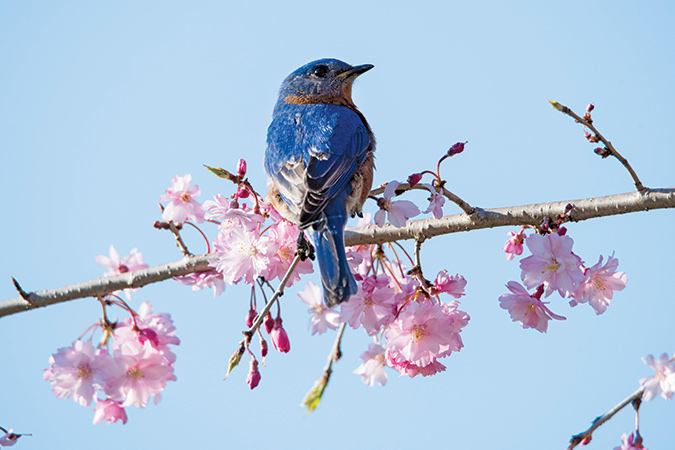 This bluebird image was captured at Valle Crucis Park, North Carolina. He and his mate were near their nest box and flew into the weeping cherry together, where he paused on one of the branches as if posing for the photographer’s camera.