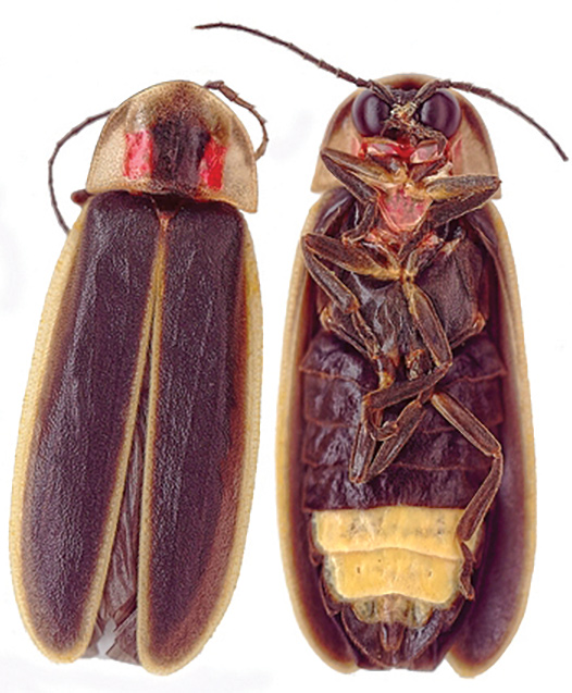 Photinus carolinus, a synchronous flashing firefly, can be seen in the Elkmont area of the Tennessee Smokies.