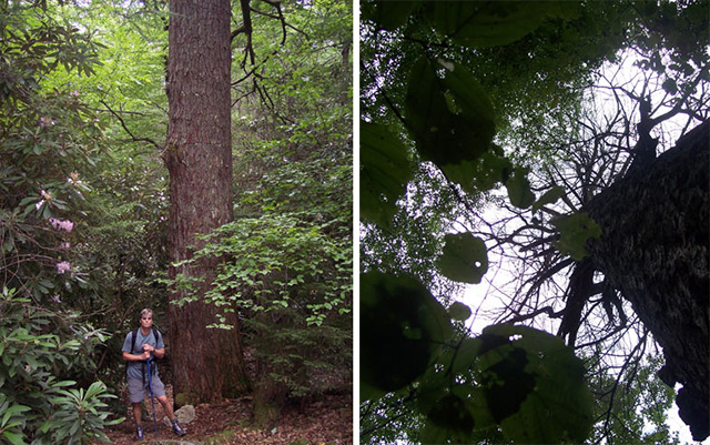 Left: Kurt stands next to one of the dead hemlocks in Mountain Lake Wilderness, surrounded by dense and living rhododendron. Right: A view from below, up at the skeletons of hemlocks.