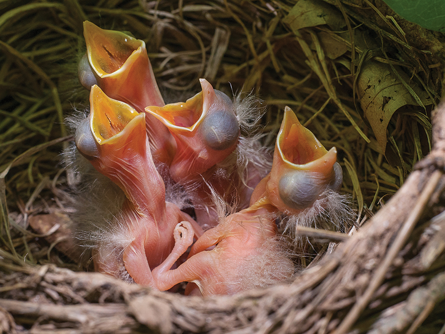 In a low tree among the honeysuckle, bathed by dappled lighting, is a nest made of twigs, dry grasses and mud. Inside the nest is a brood of four little ones waiting for the mother robin to return with the nourishment they eagerly seek. The American robin is a signal of spring in the mountains.