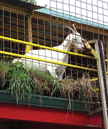 You can feed the goats in 25-cent servings.