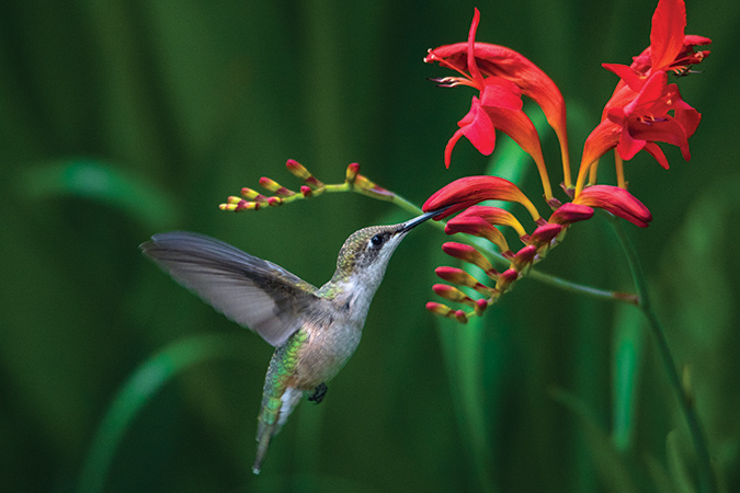 This image took several steps and patience, according to the photographer. She had planted the crocosmia, also known as Lucifer’s tongue, in her flower garden in Banner Elk, North Carolina, and then, during the plant’s bloom, sat for about two hours to end up with this capture.