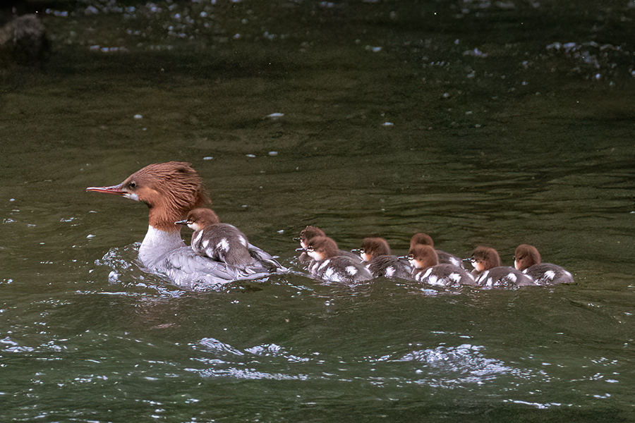 Female Common Merganser and ducklings.
