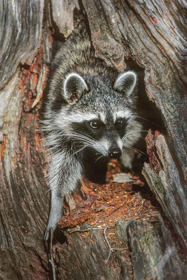 A curious raccoon pauses for a few seconds as he emerges from a tree den in Cades Cove in the Great Smokies.