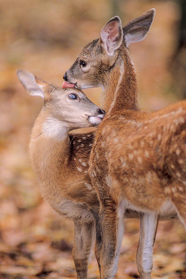 Two friendly fawns engage in a gentle moment of mutual grooming in a quiet forest as their mothers feed nearby.