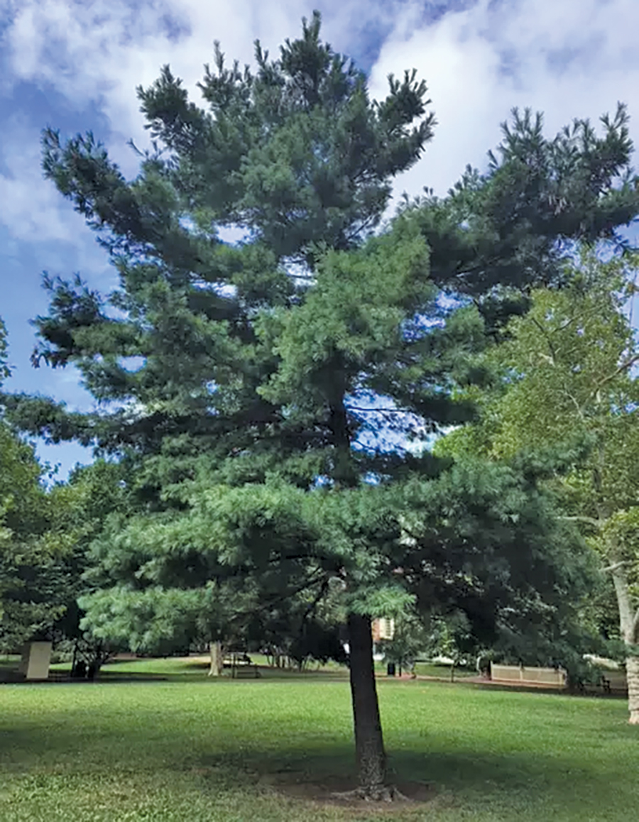 The Tree of Peace was planted at Sautee Nacoochee Center, Georgia.