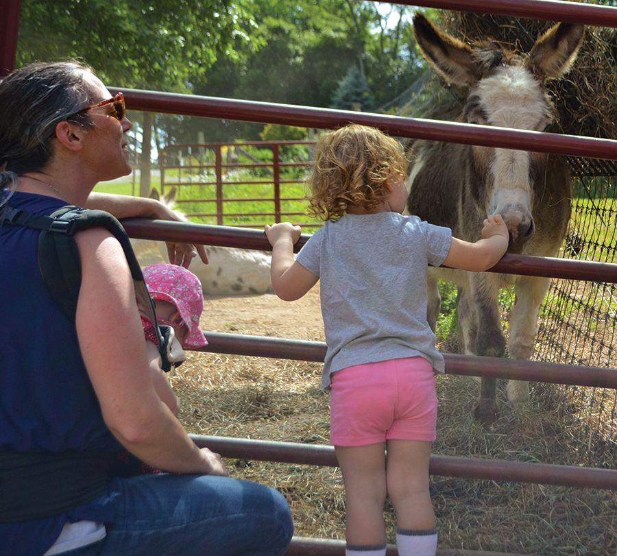 Apple Hill is home to alpacas, llamas, angora goats, zebu cattle, horses, pigs, donkeys, chickens and livestock guardian dogs.