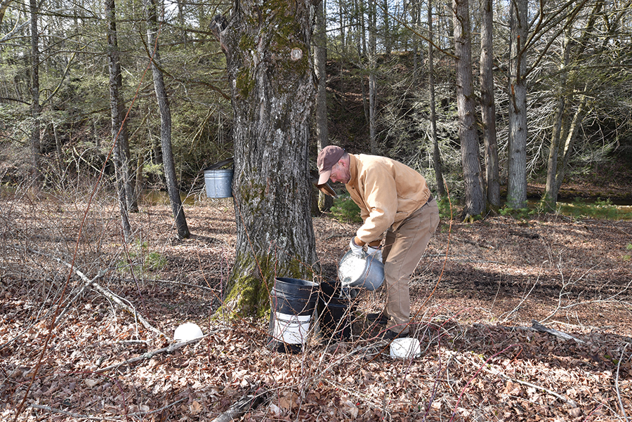 Sheets gathering sugar maple sap from a neighbor’s farm.