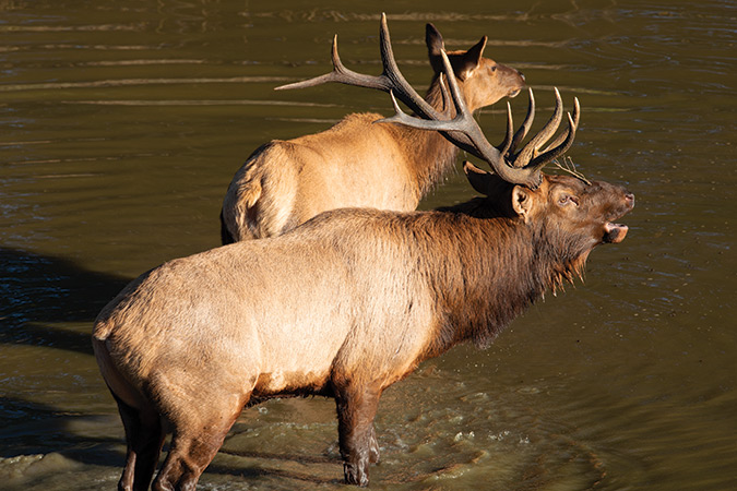 Elk, like these majestic bulls, now offer wildlife watchers and photographers a wealth of outdoor opportunities in Southwestern Virginia. Whether due to massive antlers or that autumn siren song, elk instill a sense of wildness to their surroundings like no other wild creature of the region.