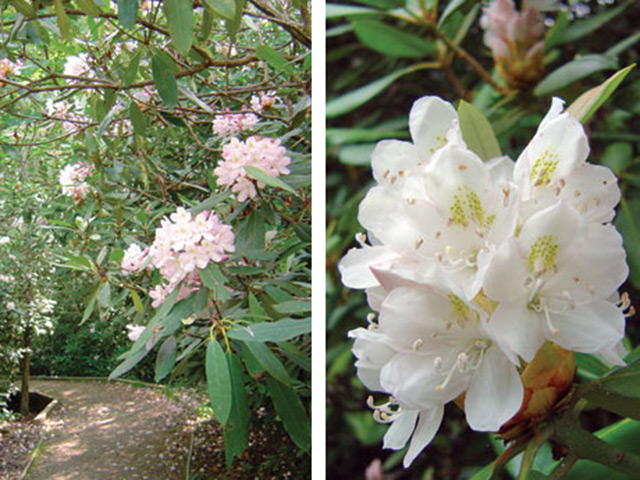 Mountain Laurel