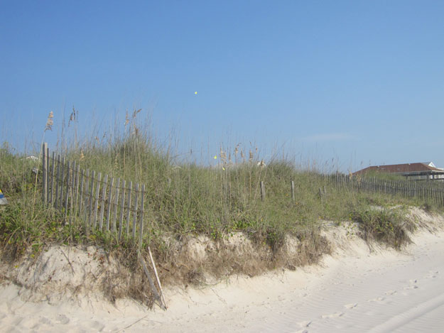 Cloudless sulphur butterflies head north just above the dune line at Carolina Beach.