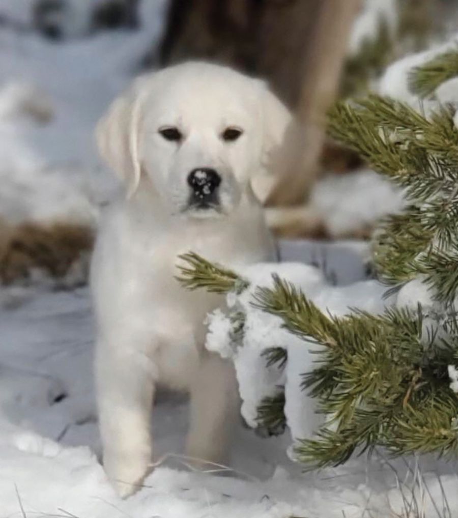 Ms. Pickles’ first time in the snow!  She is an English cream golden retriever, so sometimes she does a disappearing act in it!  And it tastes great!