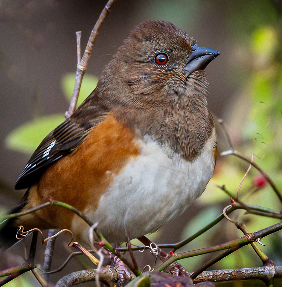 Female Eastern Towhee