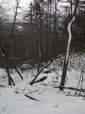 Snow on Tinker Mountain, 1/26/2013.