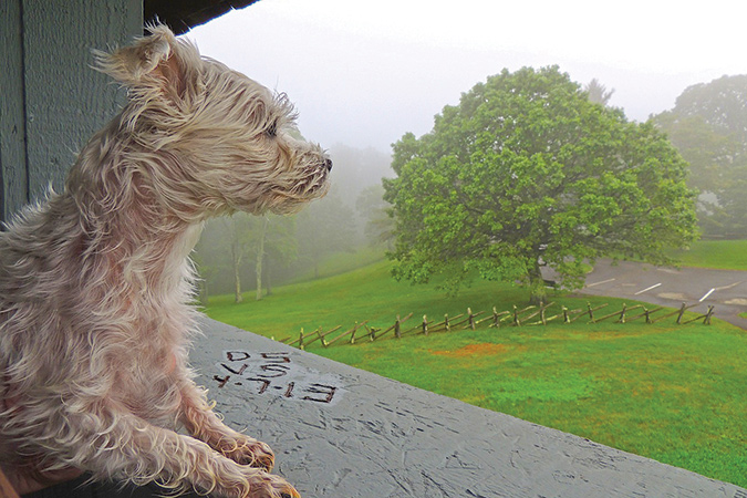 Danny Redd says of Gizmo: “My four-legged buddy loved hitting the Blue Ridge Parkway and checking out all the scenery and views from it. She would sit like this and look out at the overlooks and stops along the way.”