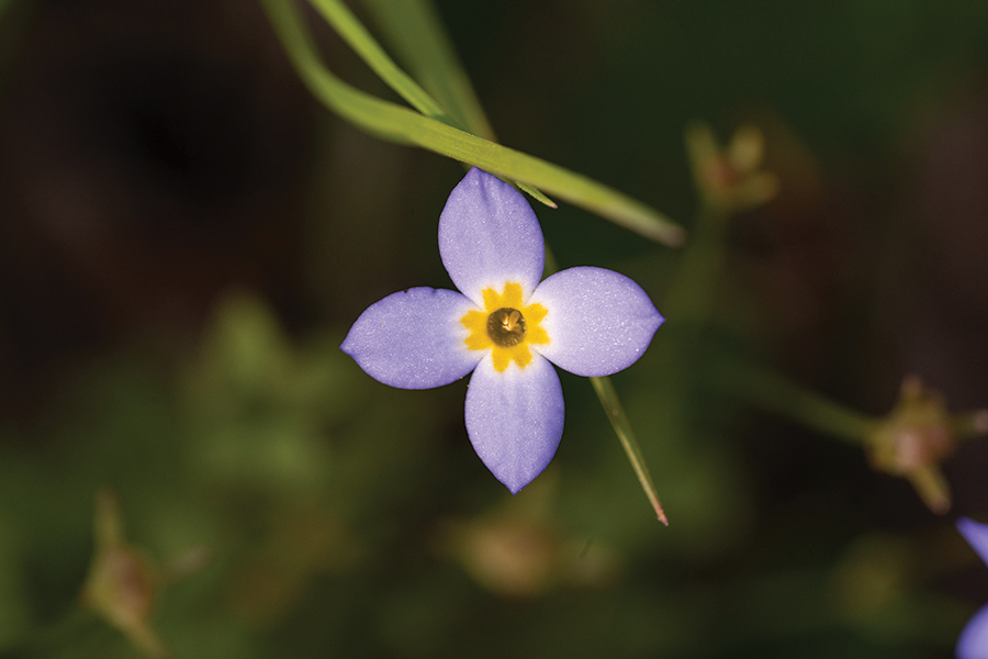 Hint: This flower can provide a beautiful spread of color to the forest in springtime.