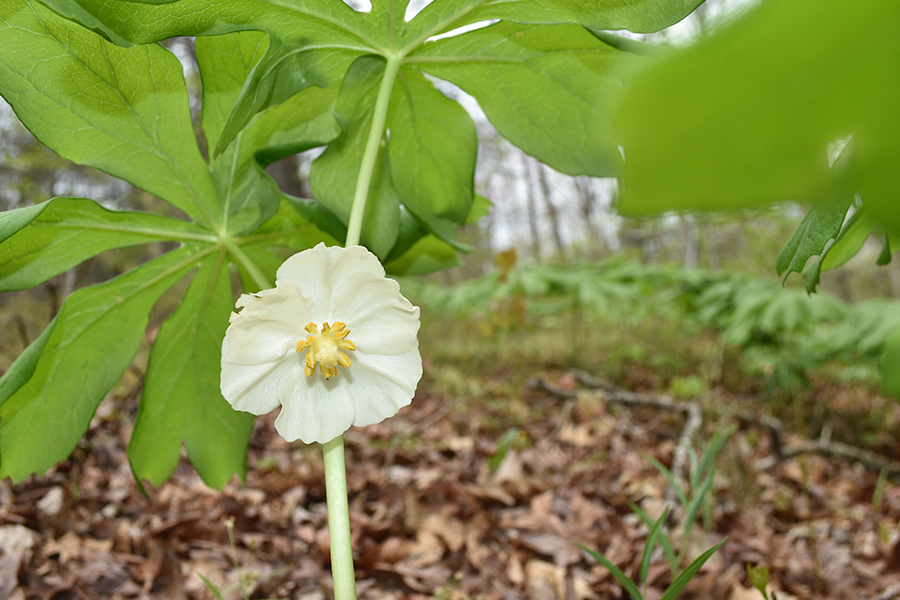 A May apple in bloom in Southwest Virginia.