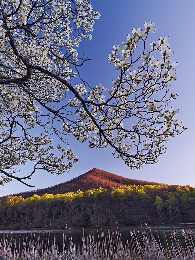 Exposed dogwoods, as this one, are among the first flowers to appear in spring. This one, at Abbott Lake on the Virginia Blue Ridge Parkway— elevation 2,493 feet— was in full bloom in early April.