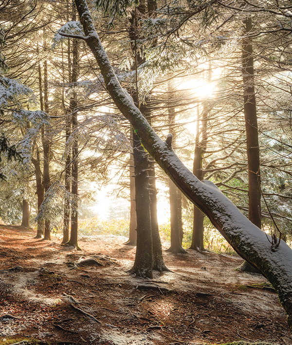 Along the art Loeb Trail below black balsam knob in North Carolina. From the photographer: “a fresh dusting of snow and golden light filter through the Fraser ‘balsam’ firs.”