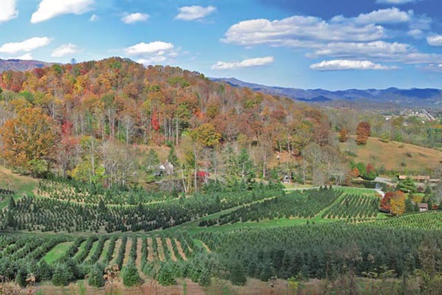 The Boyd Mountain Tree Farm has been operated by the Boyd family for more than 100 years.
