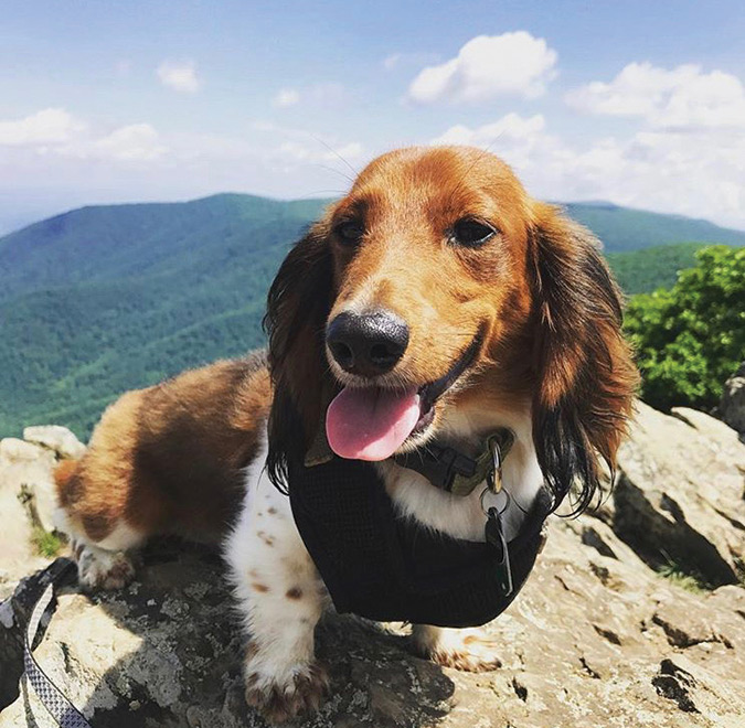Justin Matthews’ dachshund, Bear, broke his leg a little while back but that doesn’t stop him from climbing Hawksbill, the highest peak in Virginia’s Shenandoah National Park, at 4,050 feet.