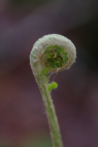 Fiddlehead fern